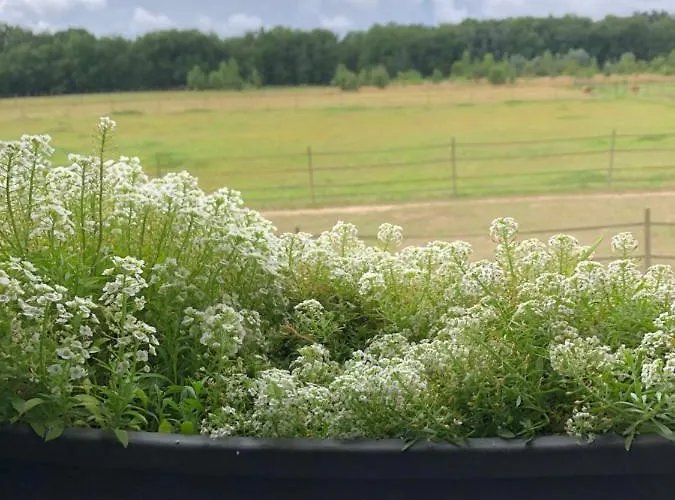 شقة Gite-grand Contemporain Proche Toulouse Dans Domaine Equestre