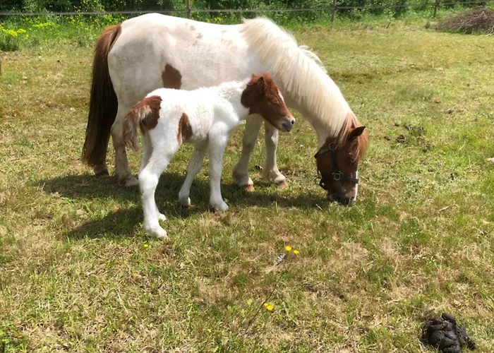 Gite-grand Contemporain Proche Toulouse Dans Domaine Equestre شقة *